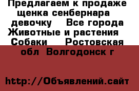 Предлагаем к продаже щенка сенбернара - девочку. - Все города Животные и растения » Собаки   . Ростовская обл.,Волгодонск г.